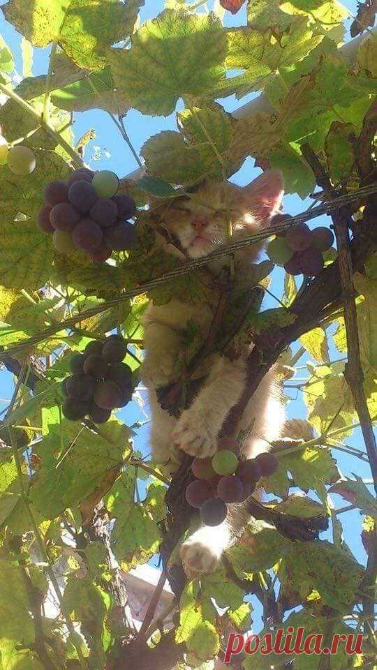 (38) Facebook