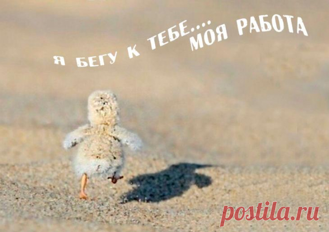 Самые смешные картинки для поднятия настроения в понедельник