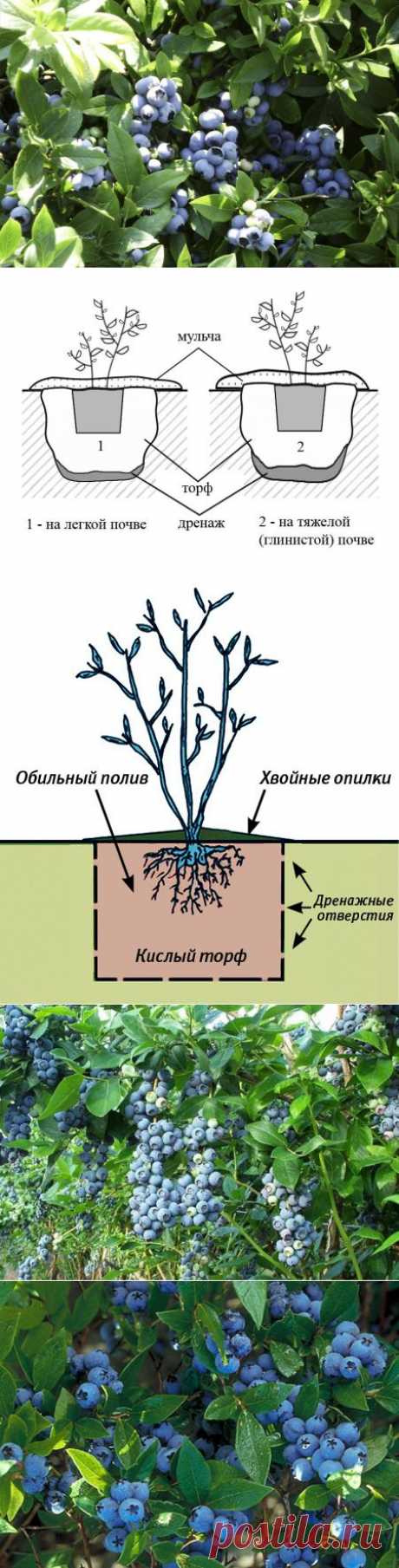 Выращивание и размножение голубики. Сорта и уход за голубикой.