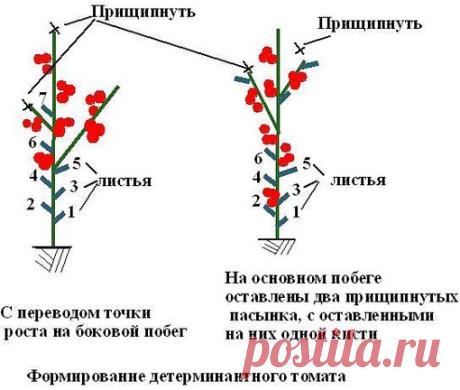 Новости-хитрости ухода за томатами.