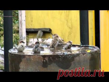 Купающиеся воробьи - YouTube