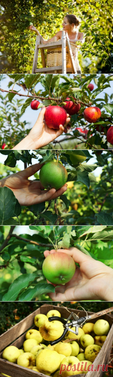 Когда и как собирать урожай яблок и груш | В саду (Огород.ru)