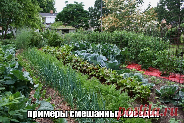 Смешанные посадки овощей
