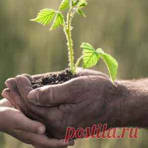 Как правильно посадить малину осенью?