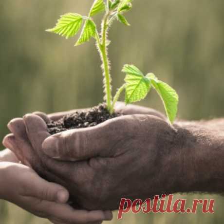 Как правильно посадить малину осенью?