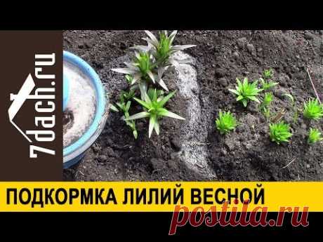 ⚜️ Подкормка лилий для пышного цветения - 7 дач