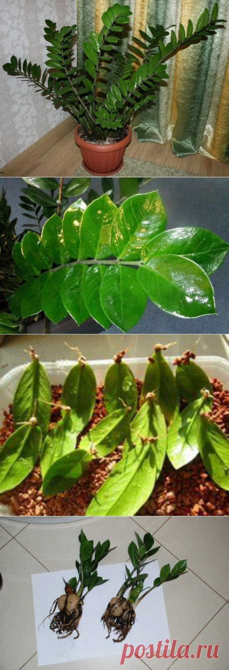 Zamioculcas или &quot;долларовое дерево&quot; - секреты ухода | Мамам, женщинам, бабушкам и очень любознательным.