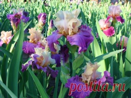 5 подкормок для ирисов от ранней весны и до самой осени
Одни из самых ранних летних цветов – это ирисы. Но уход за ними требуется с самой ранней весны. Сначала нужно разрыхлить почву на глубину 5-8 см, после чего сразу же подкормить. Поскольку корневища ириса расположены близко к поверхности земли, то сухие подкормки не используют. Поэтому все удобрения разводите водой!
1 подкормка
Делают весной, до появления листьев. В качестве подкормки использут 10 г суперфосфата на 1 кв.м. Можно заменить се