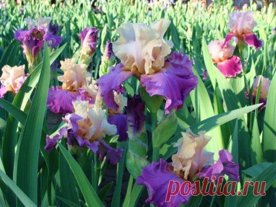 5 подкормок для ирисов от ранней весны и до самой осени
Одни из самых ранних летних цветов – это ирисы. Но уход за ними требуется с самой ранней весны. Сначала нужно разрыхлить почву на глубину 5-8 см, после чего сразу же подкормить. Поскольку корневища ириса расположены близко к поверхности земли, то сухие подкормки не используют. Поэтому все удобрения разводите водой!
1 подкормка
Делают весной, до появления листьев. В качестве подкормки использут 10 г суперфосфата на 1 кв.м. Можно заменить се