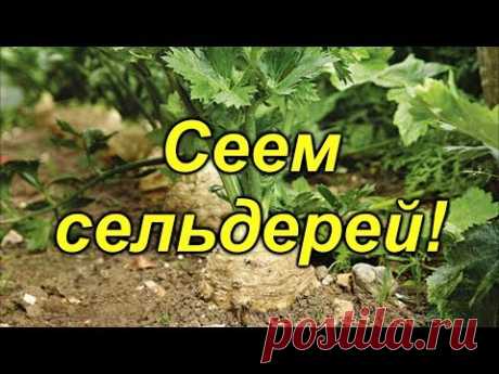 Сеем сельдерей- не опоздайте!