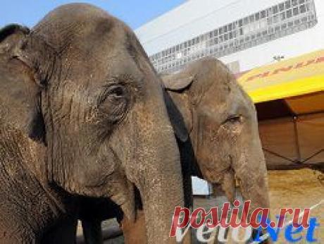 "Дом престарелых" для слонов построят во Франции