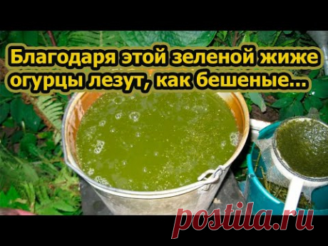 Настой, от которого огурцы не желтеют и быстрее наращивают зеленую массу.