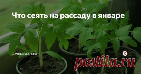 Что сеять на рассаду в январе В январе начинается ранний посев семян. В это время лучше всего сажать семена с длинным сроком вегетации.
Посадка семян в январе дает несколько преимуществ. Приведу список овощных и цветочных культур, которые нужно сеять в январе.