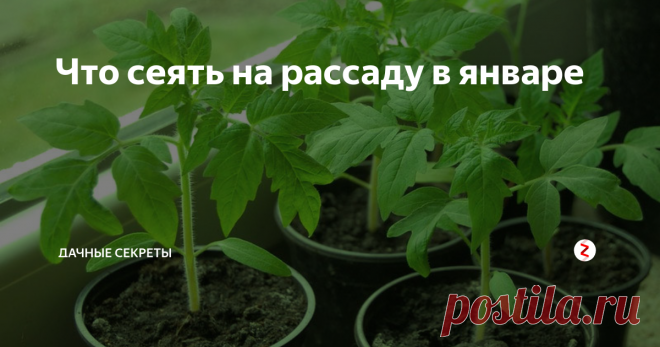 Что сеять на рассаду в январе В январе начинается ранний посев семян. В это время лучше всего сажать семена с длинным сроком вегетации.
Посадка семян в январе дает несколько преимуществ. Приведу список овощных и цветочных культур, которые нужно сеять в январе.