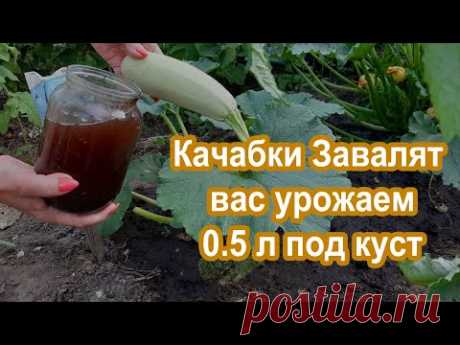 0.5 л под Куст Кабачков в Июле Урожай валом Подкормка под куст Кабачков и Цукини.