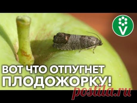 ВРЕДИТЕЛЬ ОБОЙДЕТ ВАШ САД СТОРОНОЙ, ЕСЛИ СДЕЛАЕТЕ ТАК! Безопасно избавляемся от плодожорки и гнилей!