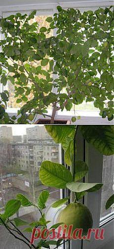 Уход за плодоносящим лимоном | Поливка и подкормка лимонного дерева | Как ухаживать за цветущим лимоном