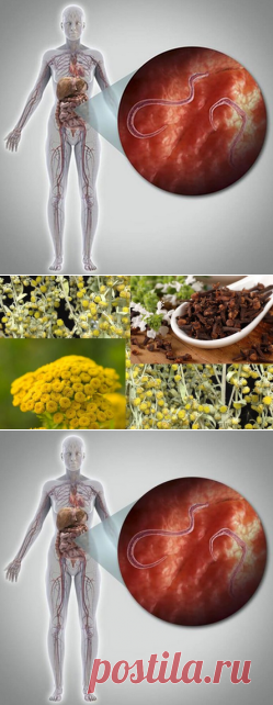 Паразиты в организме: Признаки заражения и способы избавления…