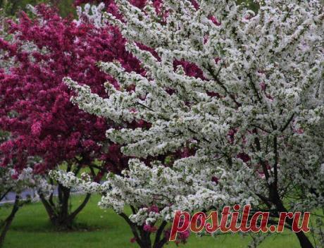 Утро Мая (Владимир Приведенцев) / Стихи.ру - национальный сервер современной поэзии