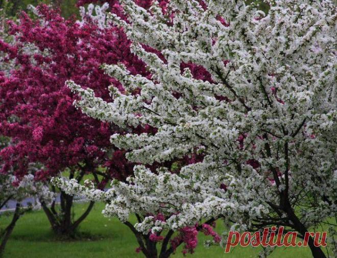 Утро Мая (Владимир Приведенцев) / Стихи.ру - национальный сервер современной поэзии