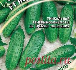 Огурец Берендей F1 семена - низкая цена, описание, отзывы, продажа