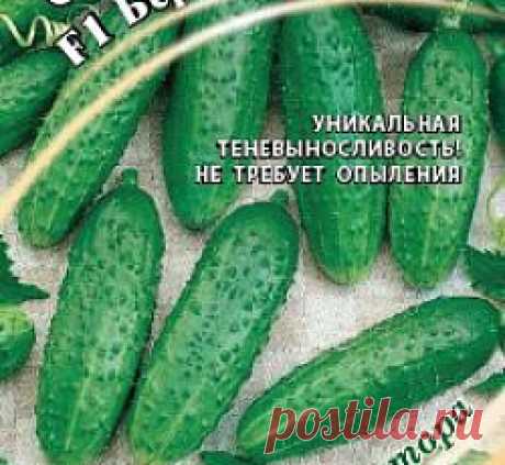 Огурец Берендей F1 семена - низкая цена, описание, отзывы, продажа
