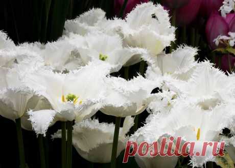 Цветы Chelsea Flower Show 2014.