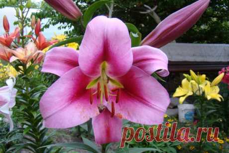 Сидератам тоже нужен севооборот