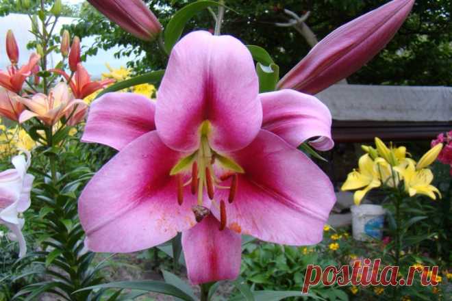 Сидератам тоже нужен севооборот