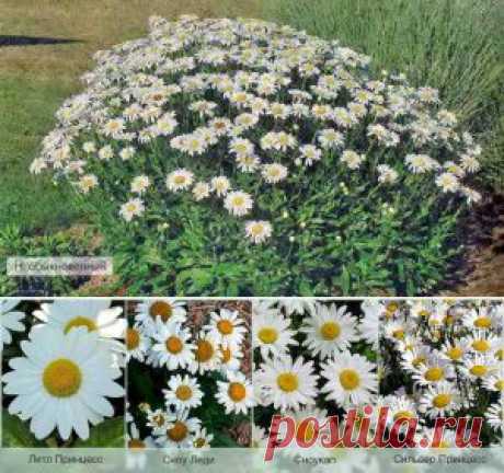 Особенности выращивания популярных сортов нивяника | Дача - впрок