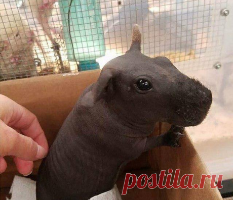 Детёныши животных, которые очаруют кого угодно На нашей планете огромное количество животных различных форм и размеров. Некоторые из них выглядят угрожающе и пугают своим внешним видом, но в детстве абсолютно все покоряют своей милотой. Все мы умиляемся маленькому котёнку, а потом замечаем, что из него вырос грозный матёрый кошара. Представляем