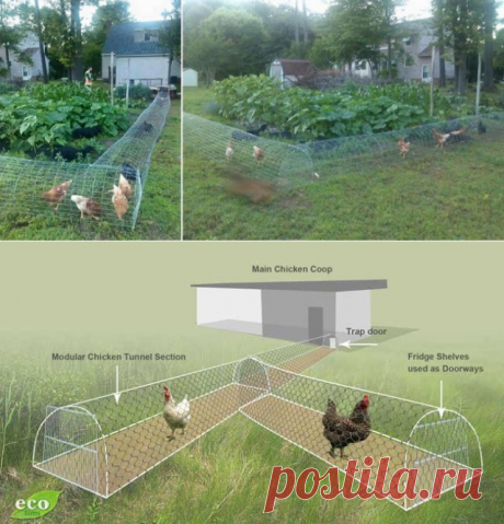 DIY Chicken Tunnel for Backyard | BeesDIY.com