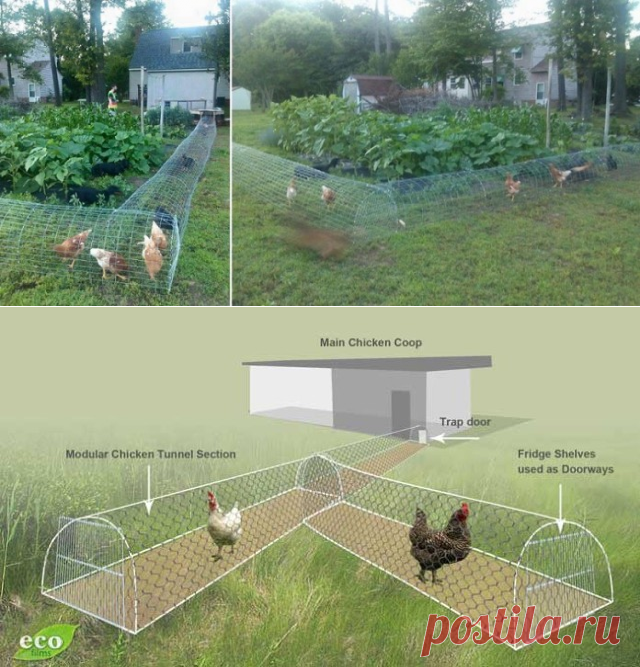 DIY Chicken Tunnel for Backyard | BeesDIY.com