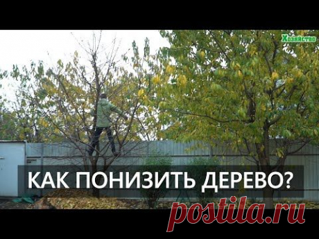 Как понизить дерево? Что делать если дерево слишком высокое?
