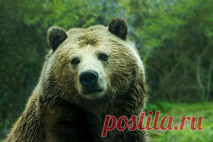 Медведь частично снял скальп с россиянина