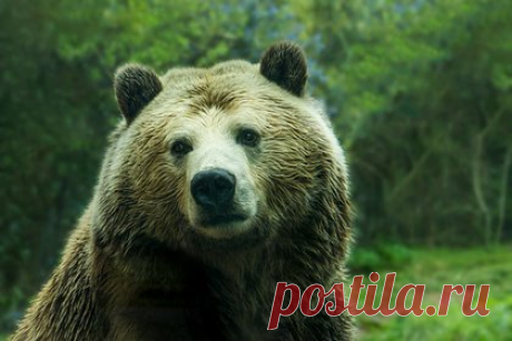 Медведь частично снял скальп с россиянина