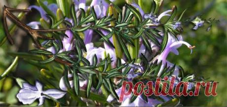 11 трав, которые прогонят комаров