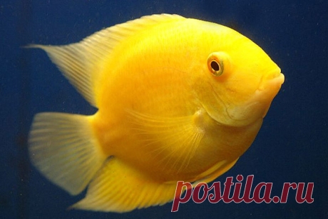Severum_006_gold.jpg (600×400)