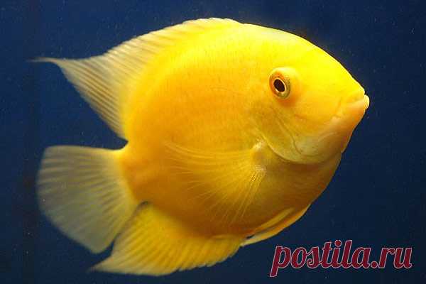 Severum_006_gold.jpg (600×400)