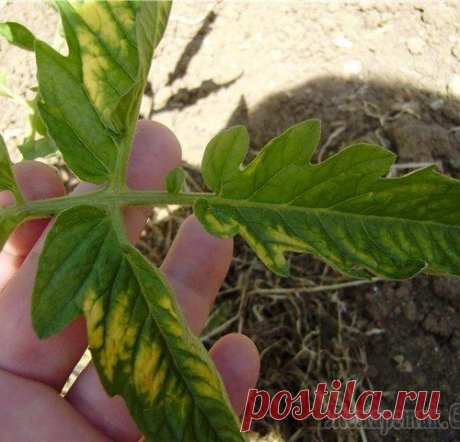 Почему желтеют листья у помидор и что с этим делать?