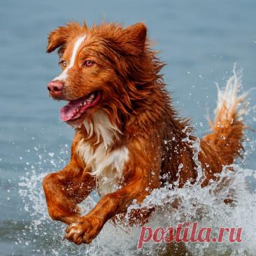 Дело лап - OGADANIE.RU