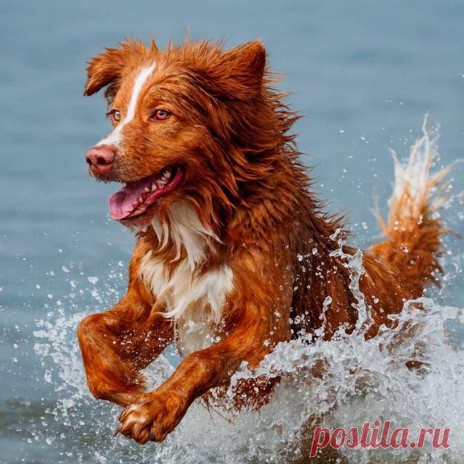 Дело лап - OGADANIE.RU