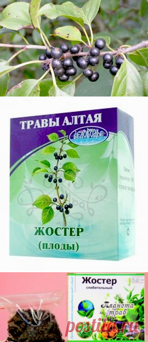 Жостер слабительный в рецептах народной медицины