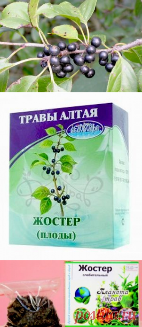 Жостер слабительный в рецептах народной медицины