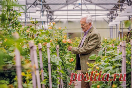 Фермер, который обманул природу: как Дэвид Остин создал розы, которых не должно было существовать Статья автора «Книга растений» в Дзене ✍: В 1947 году двадцатиоднолетний фермерский сын из английской глубинки получил на день рождения подержанную книгу о старых розах.