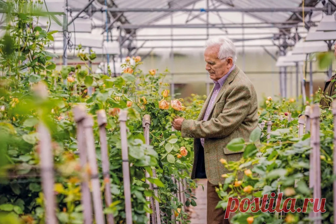 Фермер, который обманул природу: как Дэвид Остин создал розы, которых не должно было существовать Статья автора «Книга растений» в Дзене ✍: В 1947 году двадцатиоднолетний фермерский сын из английской глубинки получил на день рождения подержанную книгу о старых розах.