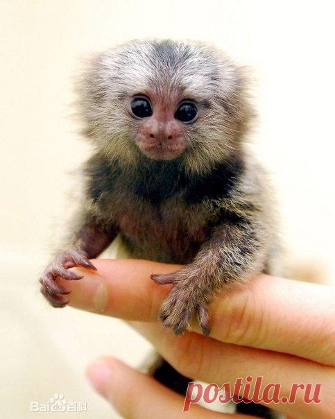 Мармозетка – самая маленькая в мире обезьянка. - Путешествуем вместе