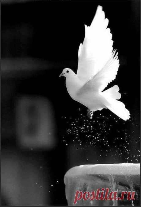 Pinterest