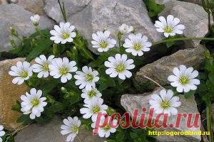 Ясколка белая. Очень симпа­тичный куст. Ис­пользуют для бордюров, рабаток, хорошо растет на каменистых горках. | Сад и Огород