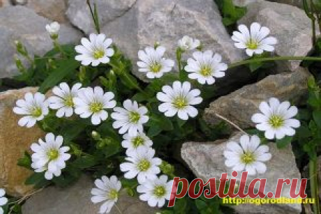 Ясколка белая. Очень симпатичный куст. Используют для бордюров, рабаток, хорошо растет на каменистых горках. | Сад и Огород